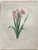 Product Redouté. Glaïeul couleur de laque. Gladiolus Lacatus. miniatuur