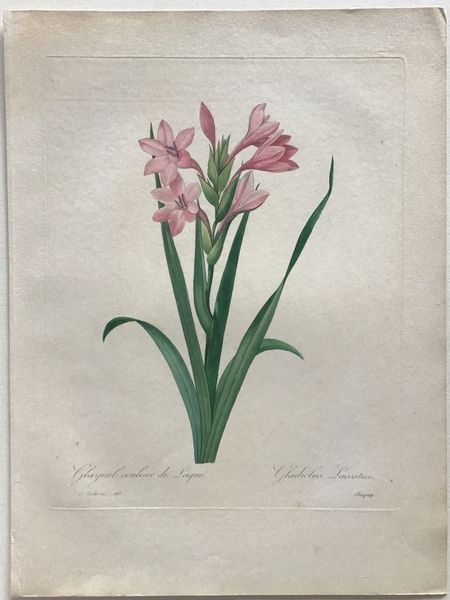 Productafbeelding Redouté. Glaïeul couleur de laque. Gladiolus Lacatus.