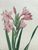 Product Redouté. Glaïeul couleur de laque. Gladiolus Lacatus. miniatuur