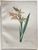 Product Redouté. Glayeul en pointe. Gladiolus cuspidatus. miniatuur