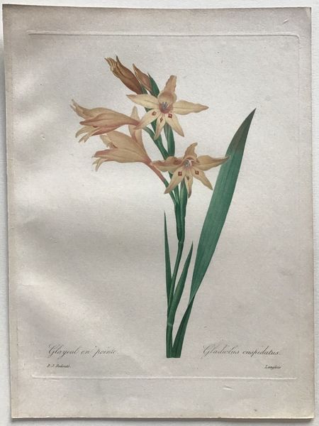 Productafbeelding Redouté. Glayeul en pointe. Gladiolus cuspidatus.