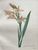 Product Redouté. Glayeul en pointe. Gladiolus cuspidatus. miniatuur