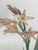 Product Redouté. Glayeul en pointe. Gladiolus cuspidatus. miniatuur