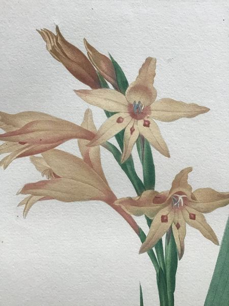 Productafbeelding Redouté. Glayeul en pointe. Gladiolus cuspidatus.