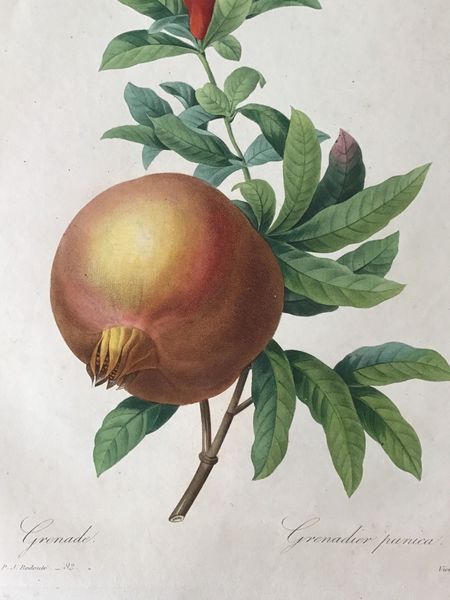 Image du produit Redouté. Grenade. Grenadier punica.
