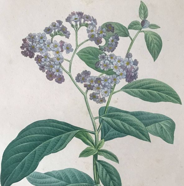 Image du produit Redouté. Heliotropium Crymbosum.