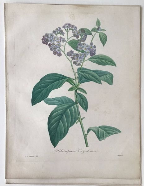 Image du produit Redouté. Heliotropium Crymbosum.