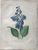 Product Redouté. Hemerocallis Caerulea. miniatuur
