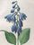 Product Redouté. Hemerocallis Caerulea. miniatuur