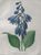 Product Redouté. Hemerocallis Caerulea. miniatuur