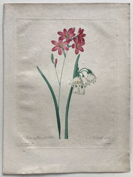 Productafbeelding Redouté. Ixia à fleurs de Phlox. Nivéole d'été.