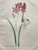 Product Redouté. Ixia à fleurs de Phlox. Nivéole d'été. miniatuur