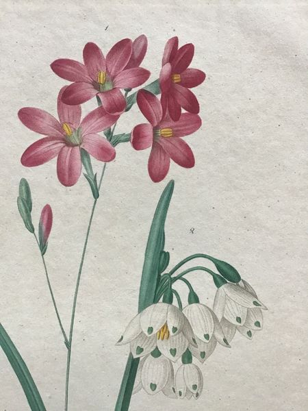 Productafbeelding Redouté. Ixia à fleurs de Phlox. Nivéole d'été.