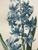 Product Redouté. Jacinthe d'Orient. Hyacinthus Orientalis. miniatuur