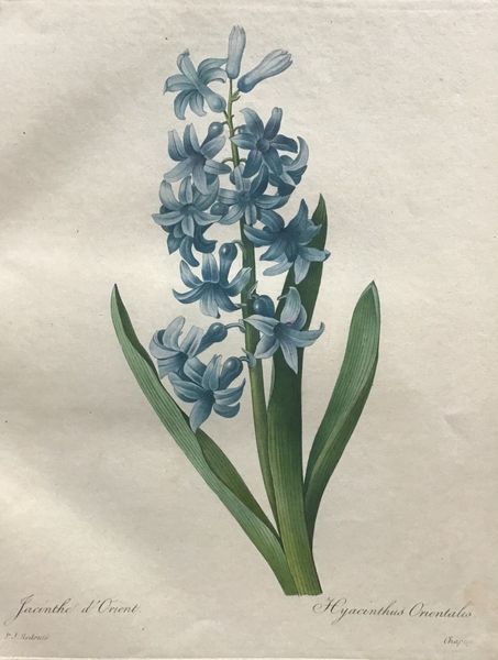 Productafbeelding Redouté. Jacinthe d'Orient. Hyacinthus Orientalis.
