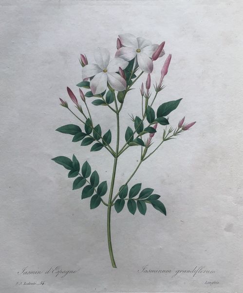 Productafbeelding Redouté. Jasmin d'Espagne.