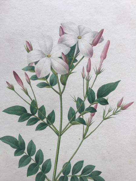 Productafbeelding Redouté. Jasmin d'Espagne.