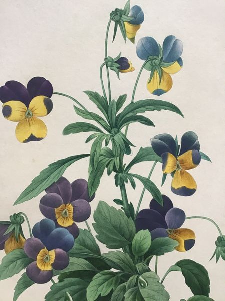 Produktbild Redouté. La Pensée. Viola tricolor.