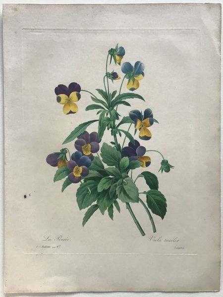 Produktbild Redouté. La Pensée. Viola tricolor.