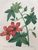 Product Redouté. Lavatera Phoenicea. Hibiscus. miniatuur