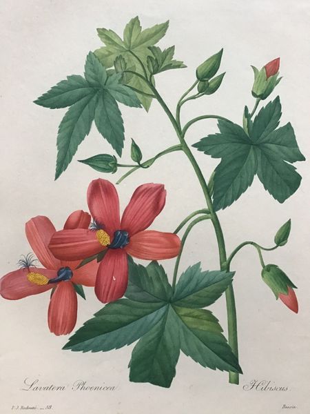 Productafbeelding Redouté. Lavatera Phoenicea. Hibiscus.