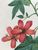 Product Redouté. Lavatera Phoenicea. Hibiscus. miniatuur