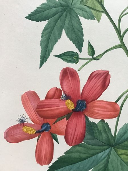 Productafbeelding Redouté. Lavatera Phoenicea. Hibiscus.