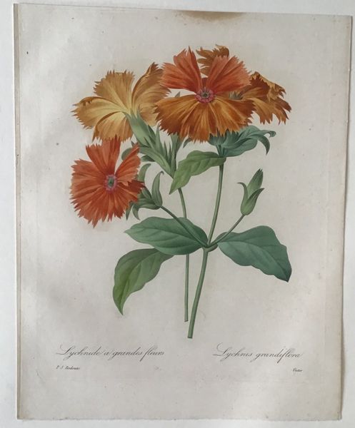Image du produit Redouté. Lychnide à grandes fleurs.