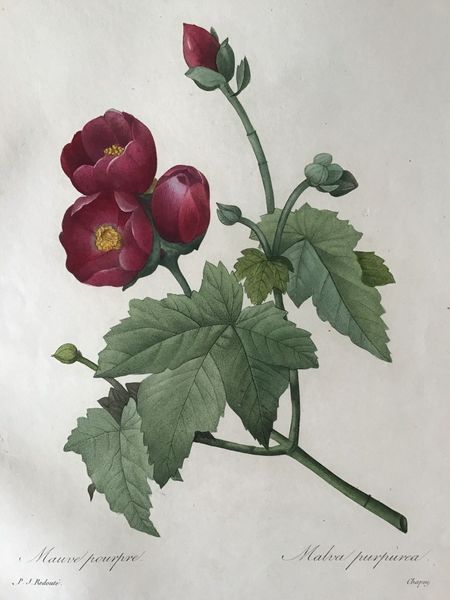 Image du produit Redouté. Mauve pourpre. Malva purpurea.