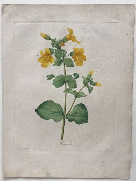 Productafbeelding Redouté. Mimulus.