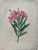 Product Redouté. Nerium. Laurier rose. miniatuur