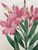 Product Redouté. Nerium. Laurier rose. miniatuur