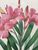 Product Redouté. Nerium. Laurier rose. miniatuur
