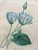 Product Redouté. Nymphoea Carulea. miniatuur