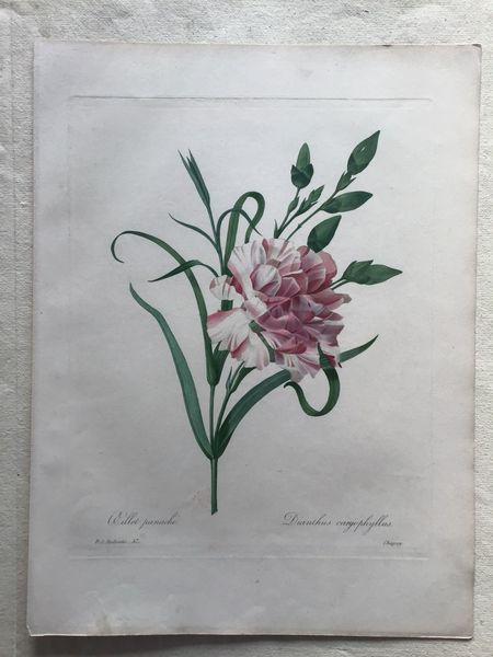 Image du produit Redouté. Oeillet panaché.