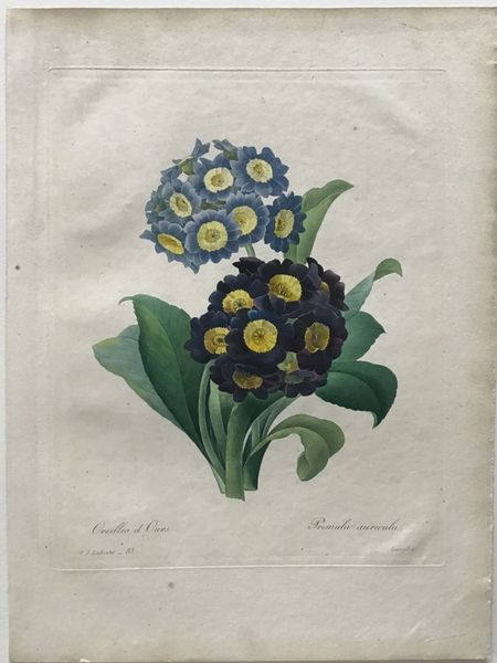 Image du produit Redouté. Oreilles d'Ours. Primula auricula.