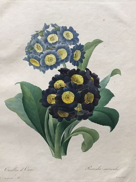 Image du produit Redouté. Oreilles d'Ours. Primula auricula.