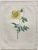 Product Redouté. Papaver. Cambricum. miniatuur
