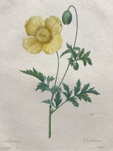 Productafbeelding Redouté. Papaver. Cambricum.