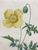 Product Redouté. Papaver. Cambricum. miniatuur
