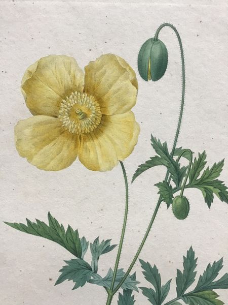 Productafbeelding Redouté. Papaver. Cambricum.