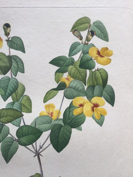 Produktbild Redouté. Platilobium.