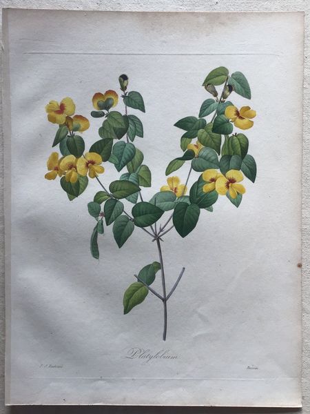 Produktbild Redouté. Platilobium.