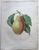 Product Redouté. Poire Tarquin. thumbnail