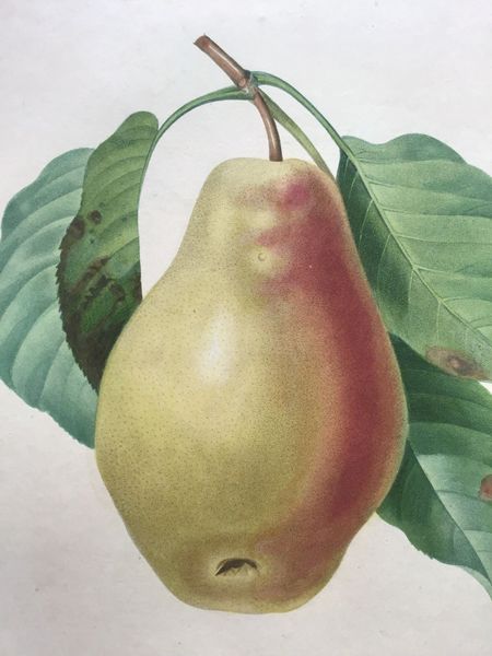 Product image Redouté. Poire Tarquin.
