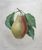 Product Redouté. Poire Tarquin. thumbnail