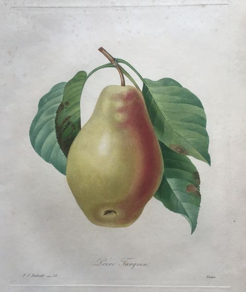 Product image Redouté. Poire Tarquin.