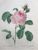Product Redouté. Rosa centifolia. miniatuur