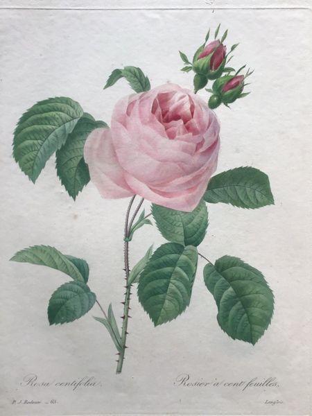 Productafbeelding Redouté. Rosa centifolia.