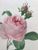 Product Redouté. Rosa centifolia. miniatuur